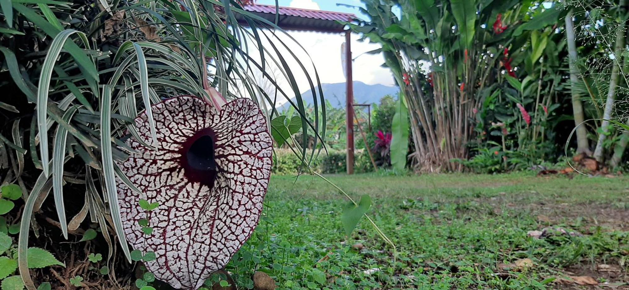مبيت وإفطار بيجاغوا Jardin Entre Montanas المظهر الخارجي الصورة