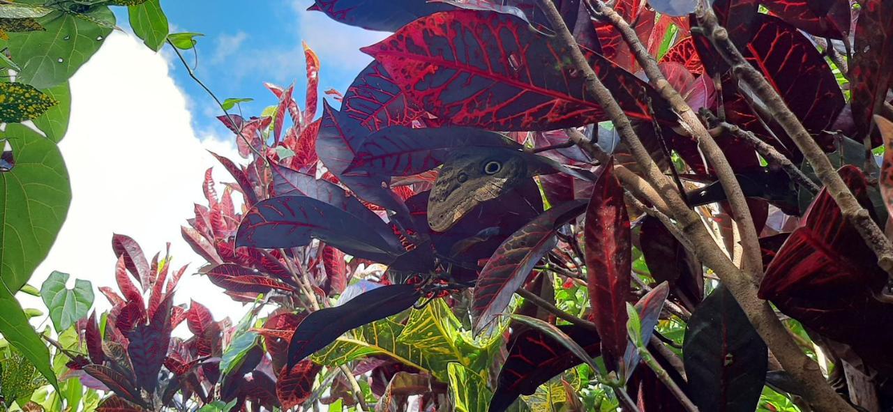 مبيت وإفطار بيجاغوا Jardin Entre Montanas المظهر الخارجي الصورة