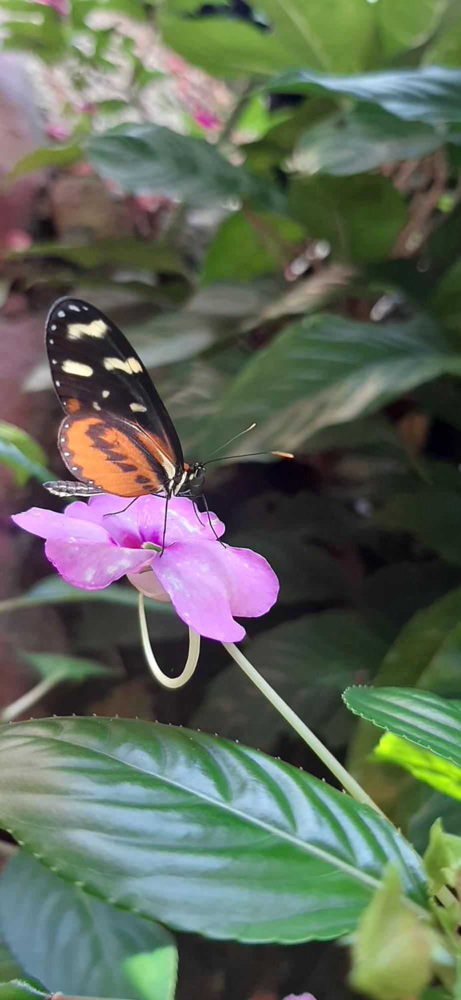 مبيت وإفطار بيجاغوا Jardin Entre Montanas المظهر الخارجي الصورة